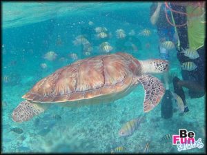 turtle snorkeling